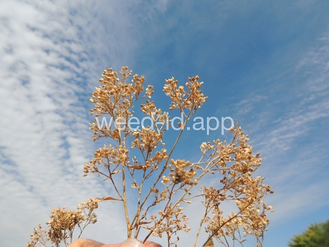 pepperweed, perennial